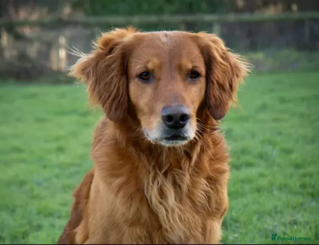 Golden Retriever dogs for stud: DARK WORKING GOLDEN RETRIEVER STUD, health tested - Advert 1