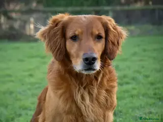 Golden Retriever dogs DARK WORKING GOLDEN RETRIEVER STUD, health tested - Advert 4