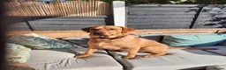 Labrador Retriever dogs for sale: Labrador Retriever  in Colchester - Advert 4
