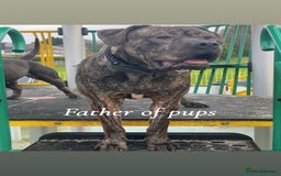 Presa Canario dogs for sale: Beautiful presa canario puppies!! - Advert 23
