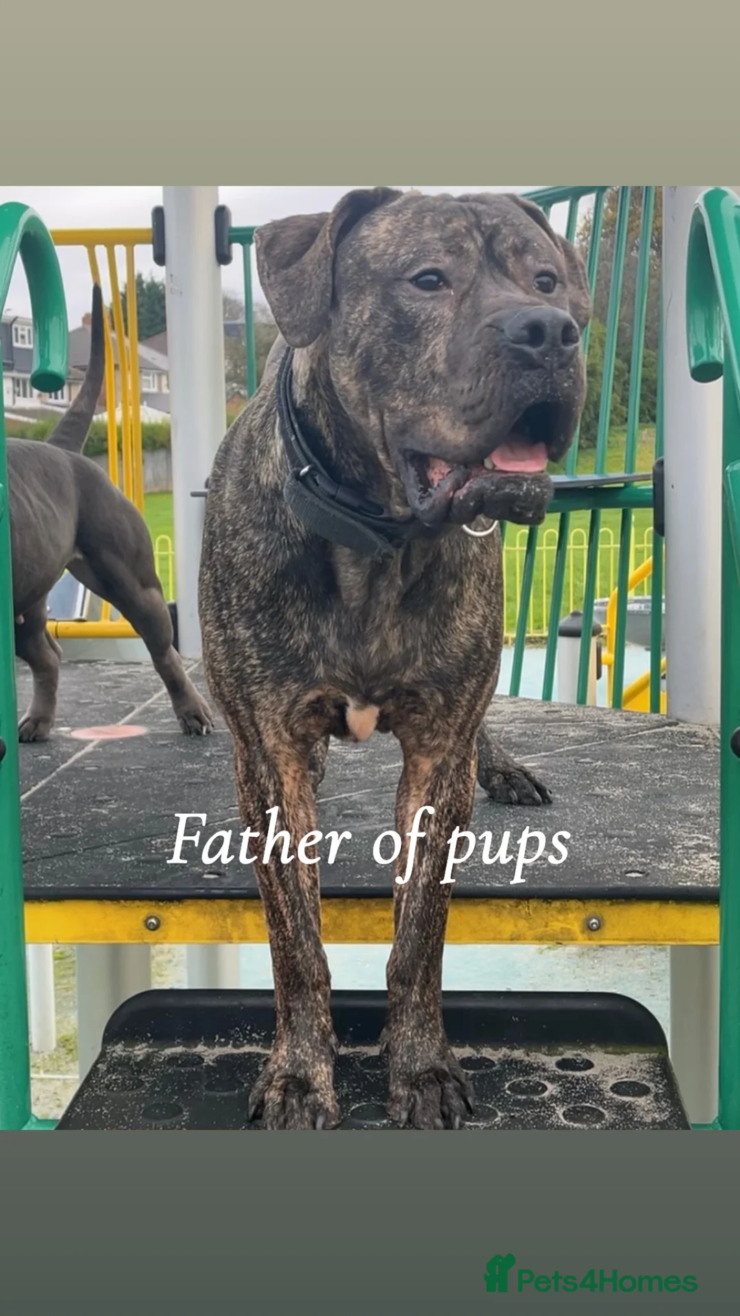 Presa Canario dogs for sale: Beautiful presa canario puppies!! - Advert 23