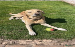 Labrador Retriever dogs for stud: 🌟Stunning Stud Dog Marley – Excellent Nature🌟 - Image 8