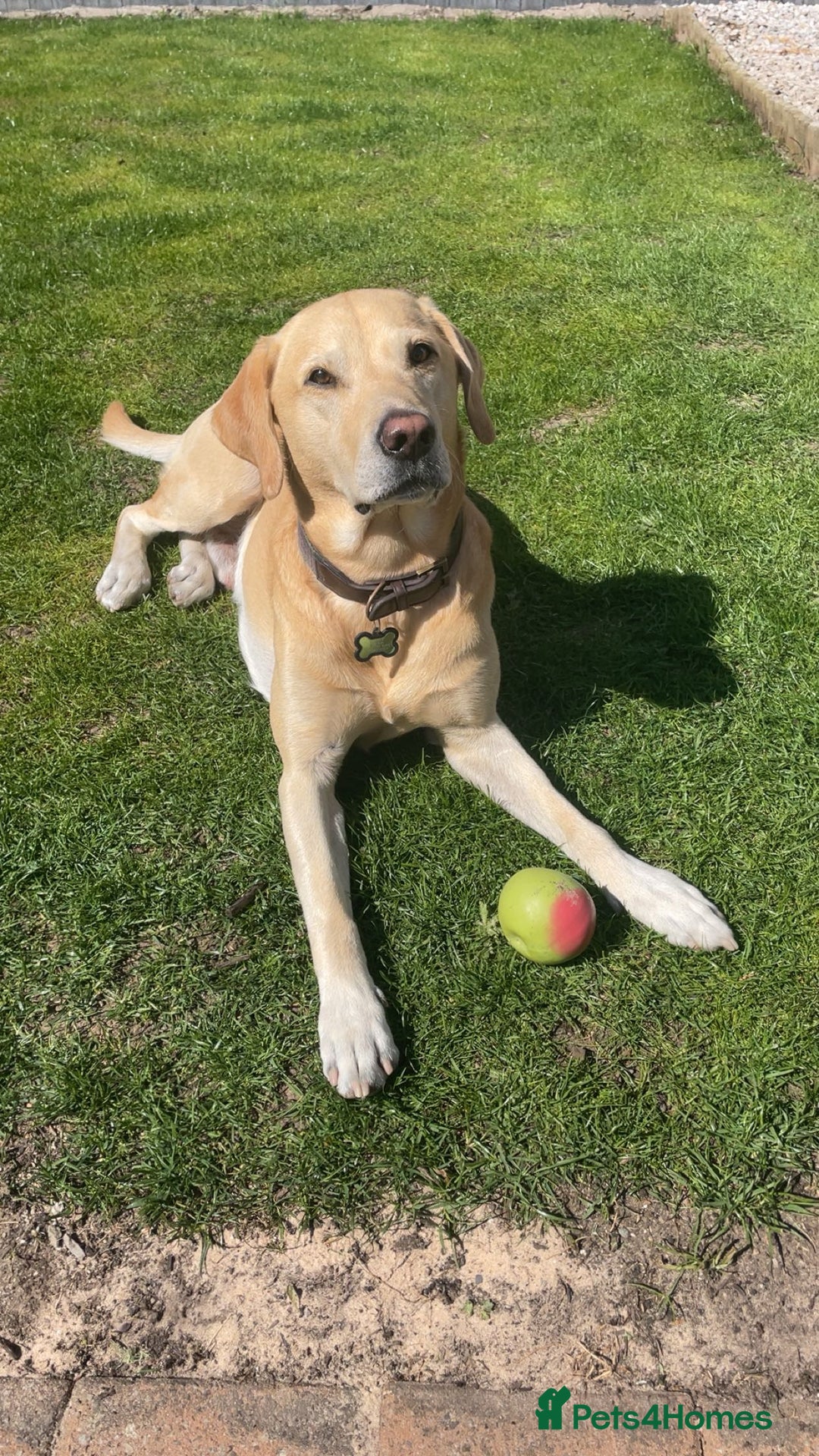 Labrador Retriever dogs for stud: 🌟Stunning Stud Dog Marley – Excellent Nature🌟 - Image 8