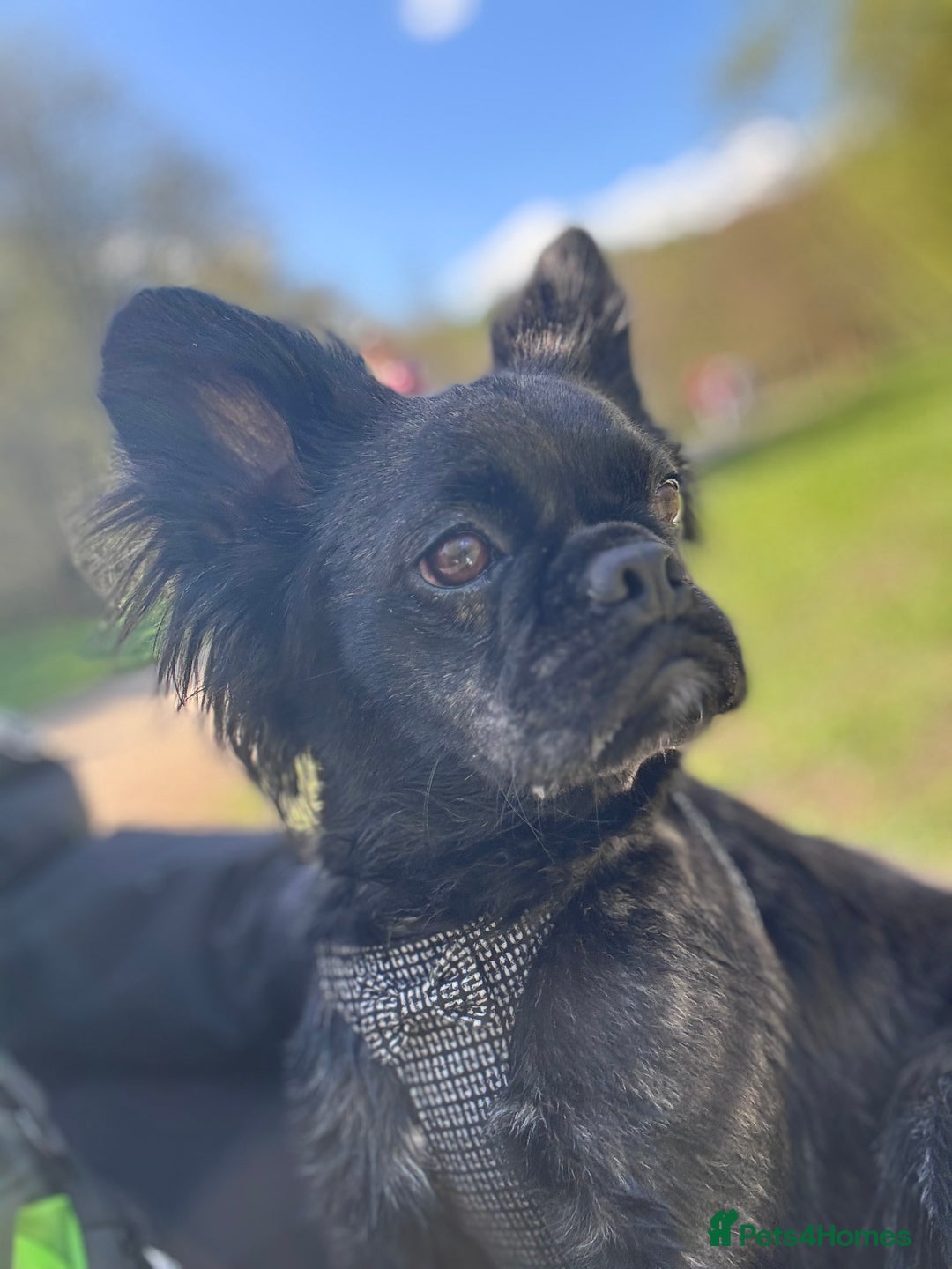 Frug dogs for sale: Frenchie cross pug  - Advert 7