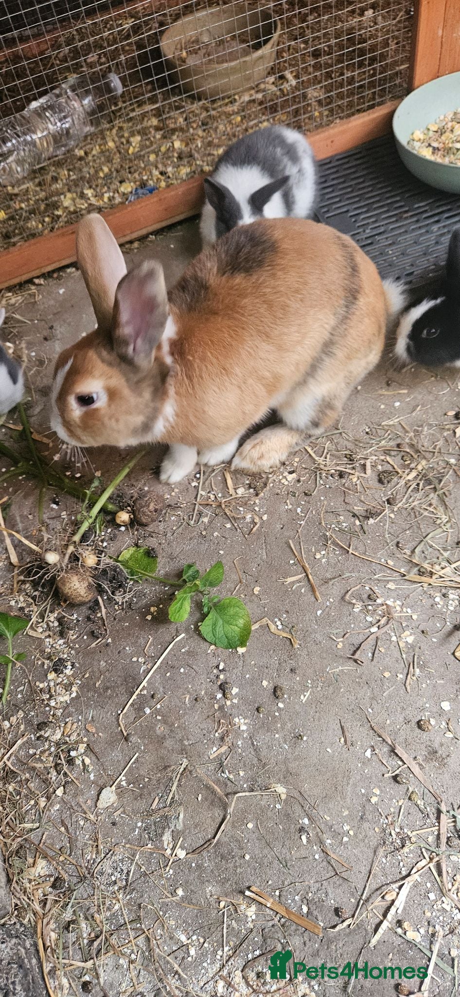 Rex rabbits Friendly male rabbit - Advert 18