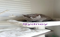 British Shorthair cats for sale: GCCF Registered British Shorthair Lilac Boy - Image 3