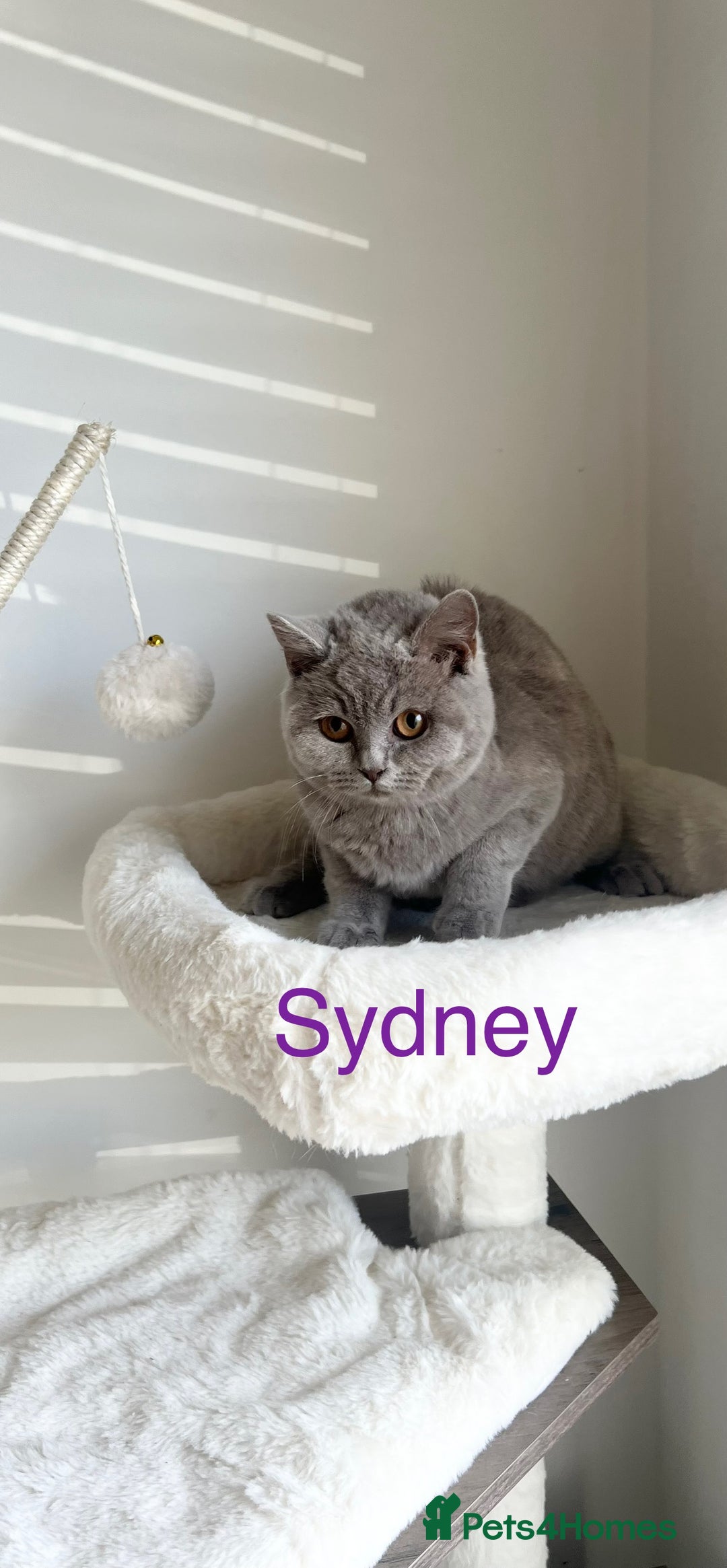 British Shorthair cats for sale: GCCF Registered British Shorthair Lilac Boy - Image 3