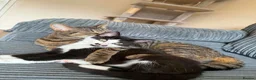 Mixed Breed cats for sale: Cats  in Wirral - Advert 7