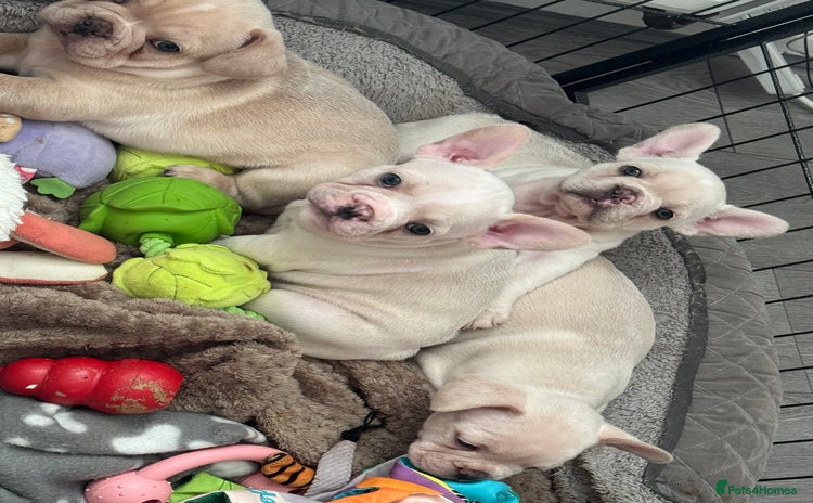 French Bulldog dogs ⚡️🐾 4 Adorable French bulldog puppies 🐾⚡️ - Advert 4