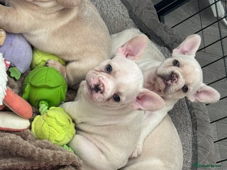 French Bulldog dogs ⚡️🐾 4 Adorable French bulldog puppies 🐾⚡️ - Advert 3
