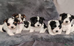 Biewer Terrier dogs for sale: Biewer Tereier Available 2 girls💜  1 Boy💚 - Image 6