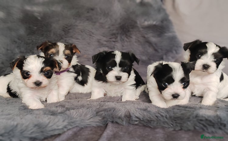 Biewer Terrier dogs - Advert 1