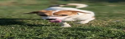 Mixed Breed dogs for adoption: Bagel for adoption! in Walsall - Advert 7