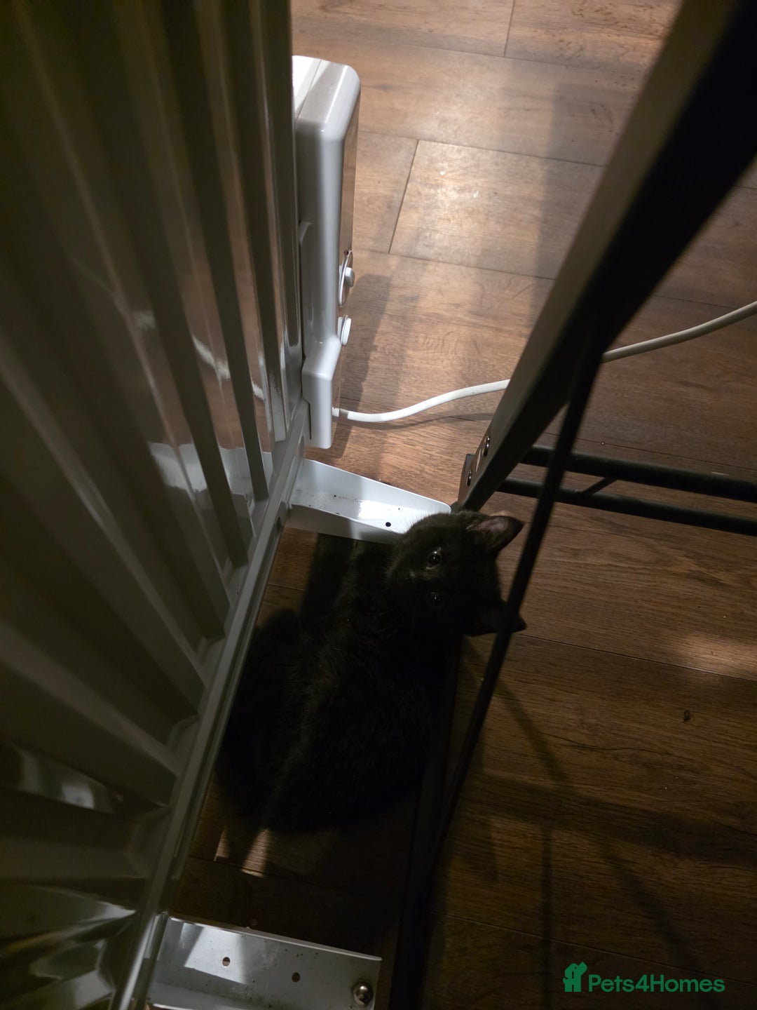 Mixed Breed cats for sale: Kitten for sale  - Image 4