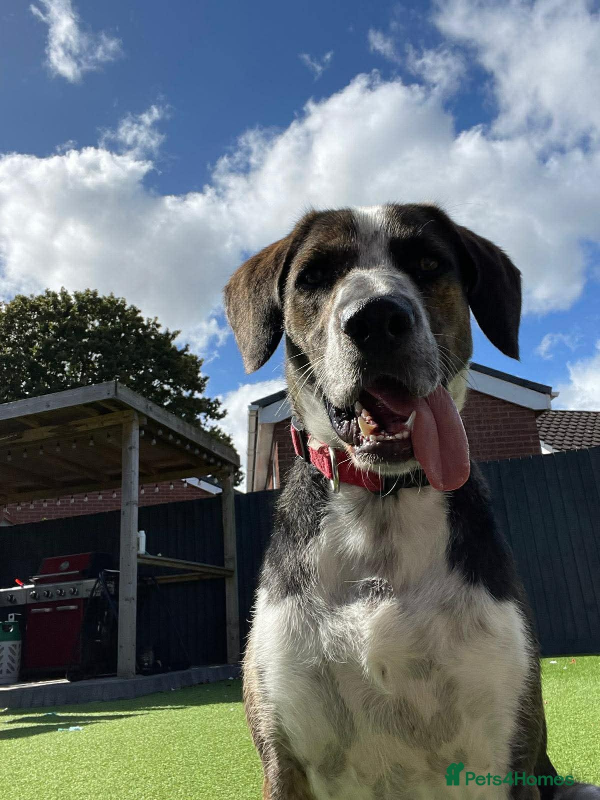 Mixed Breed dogs WILSON - 2 Years old, Male, Hound Mix - Advert 2