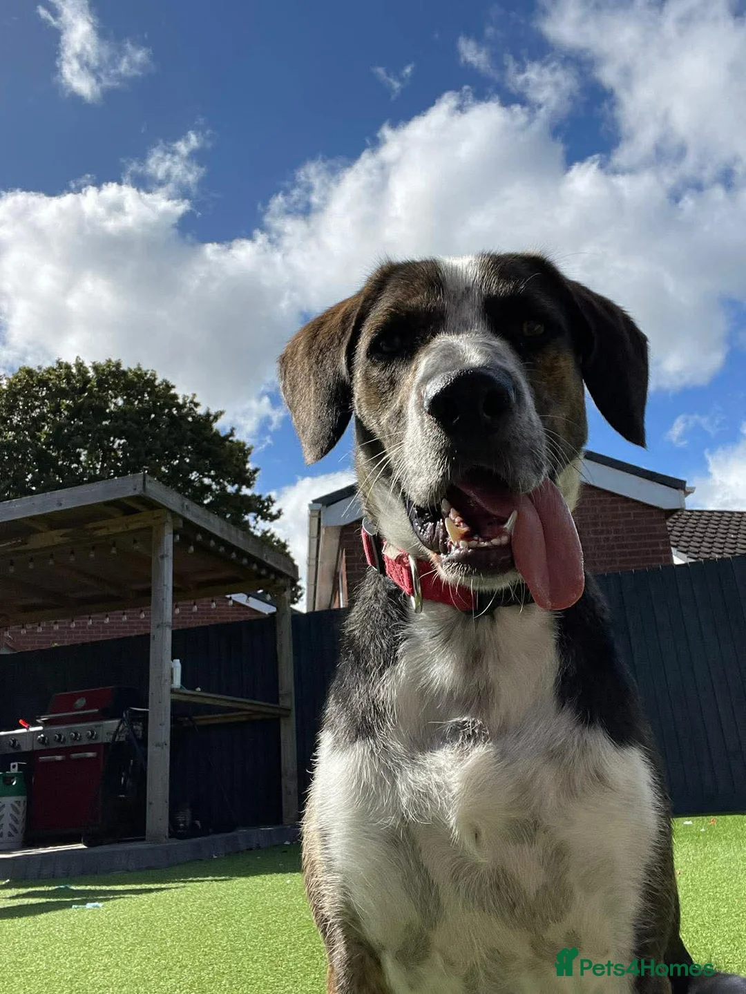 Mixed Breed dogs for adoption: WILSON - 2 Years old, Male, Hound Mix - Advert 1