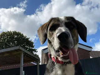Mixed Breed dogs WILSON - 2 Years old, Male, Hound Mix - Advert 2
