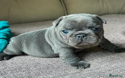 French Bulldog dogs for sale: Healthy Blue French Bulldog Babies - Image 16