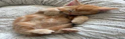 Mixed Breed cats for sale: Ready Saturday - Gorgeous Ragdoll X Ginger Kitten - Advert 1