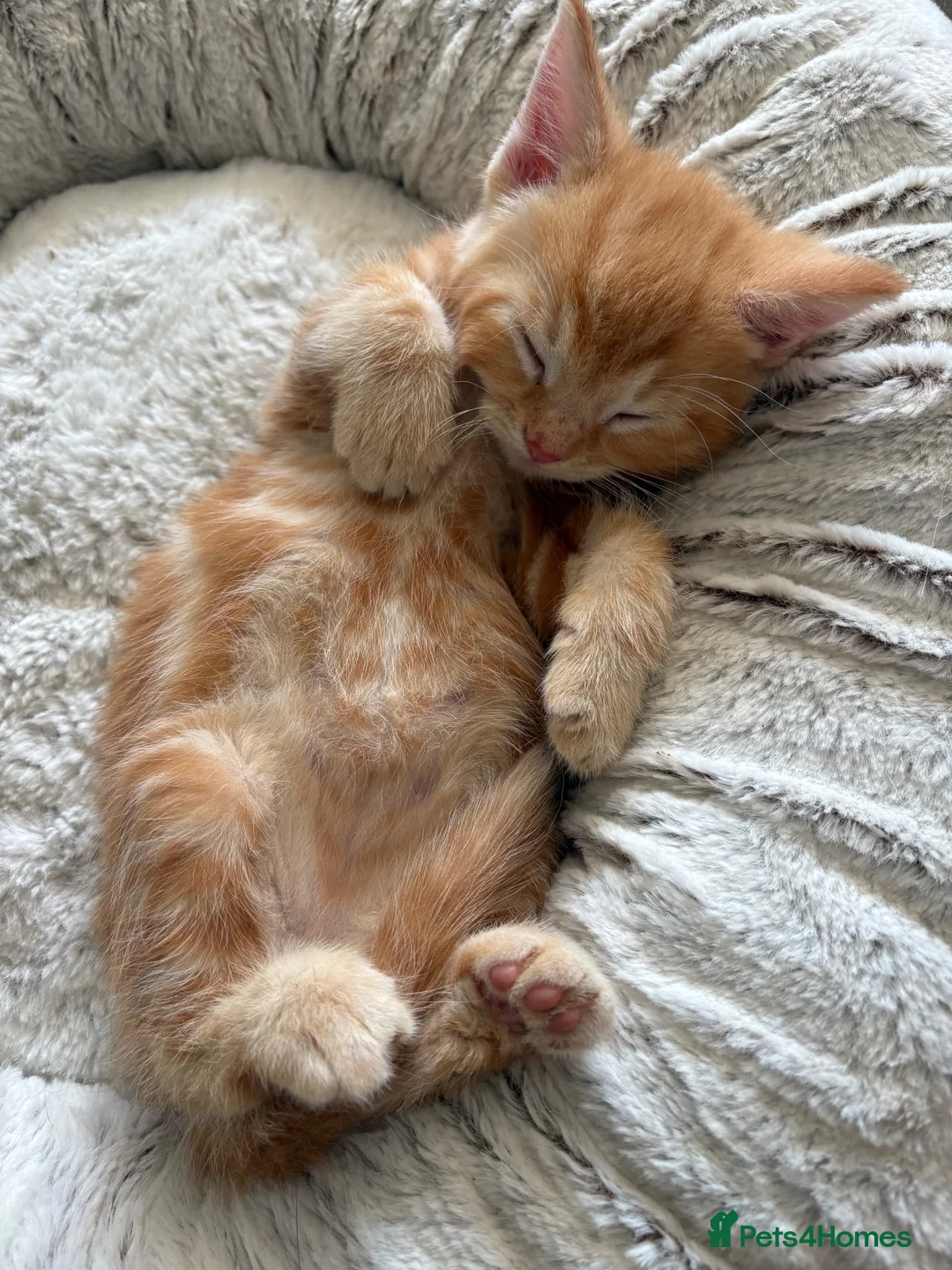 Mixed Breed cats for sale: Ready Saturday - Gorgeous Ragdoll X Ginger Kitten - Advert 1