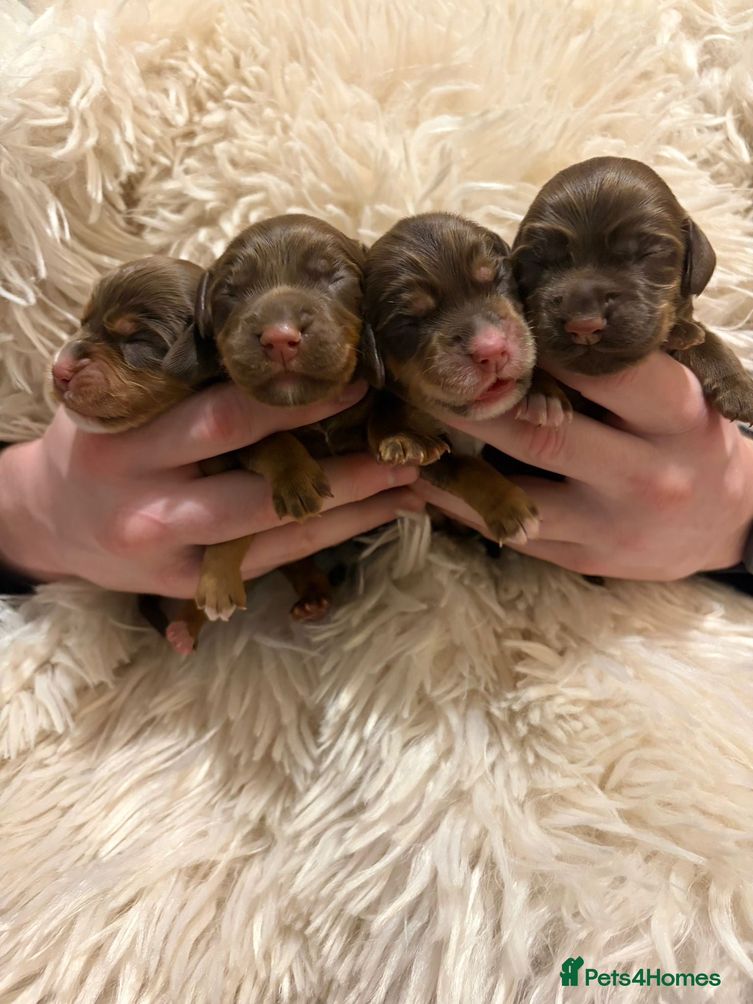 Cocker Spaniel dogs Champion bloodline cocker spaniels  - Advert 2