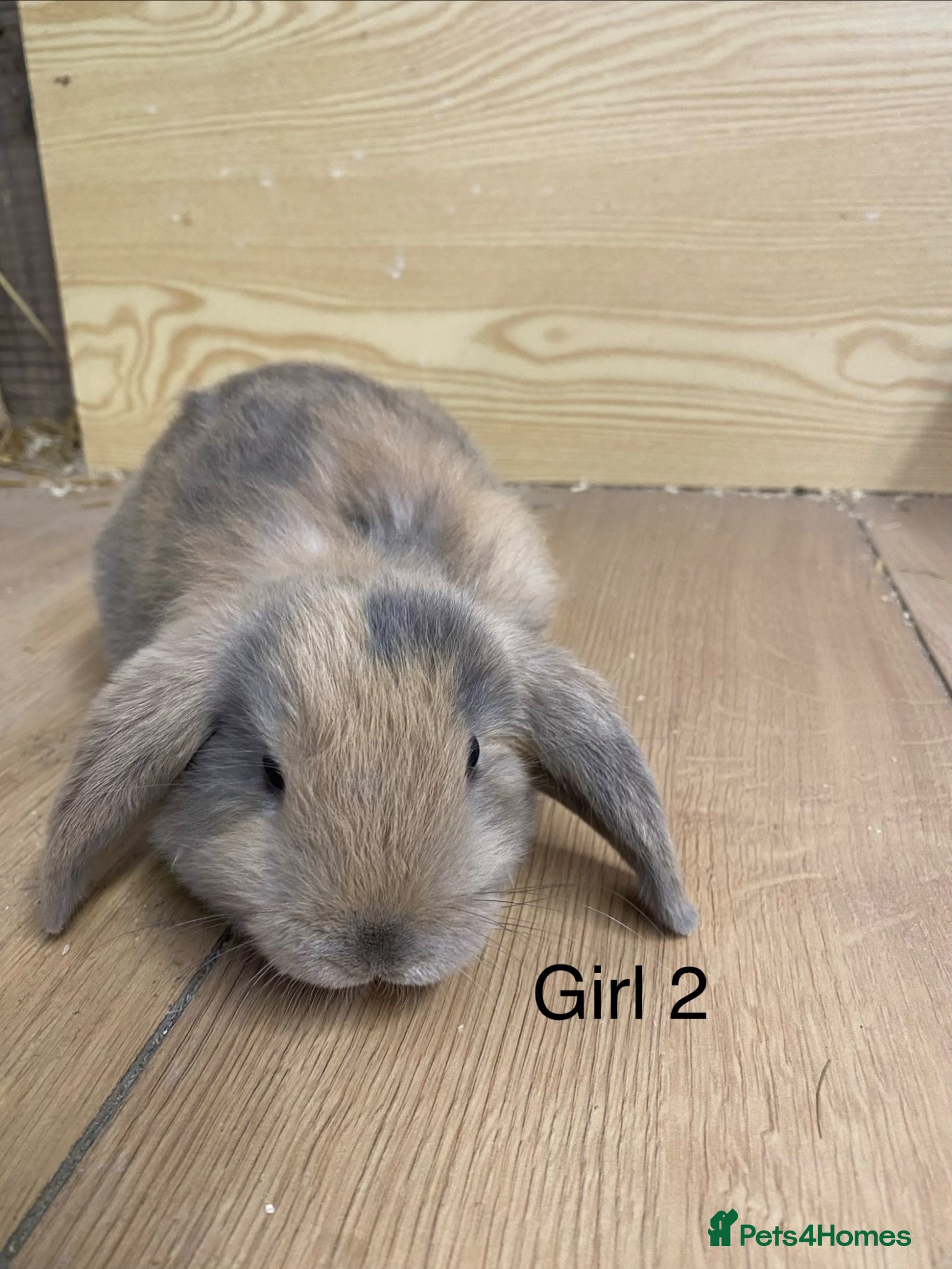 Mini Lop rabbits Beautiful litter of mini lop bunnies - Advert 2