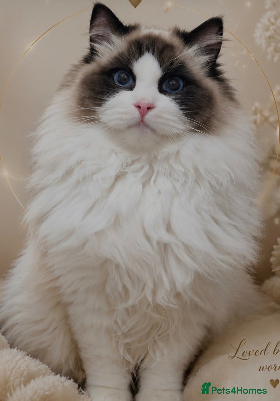 Ragdoll cats STUNNING BICOLOUR RAGDOLL KITTEN 🩵 - Advert 1