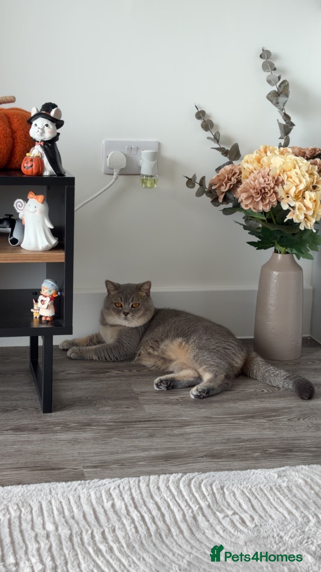 British Shorthair cats for sale: 1-Year-Old Male Cat Looking for a Loving Home  - Advert 3