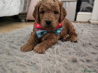 Cockapoo dogs F3 miniature stunning Cockapoos. - Advert 15