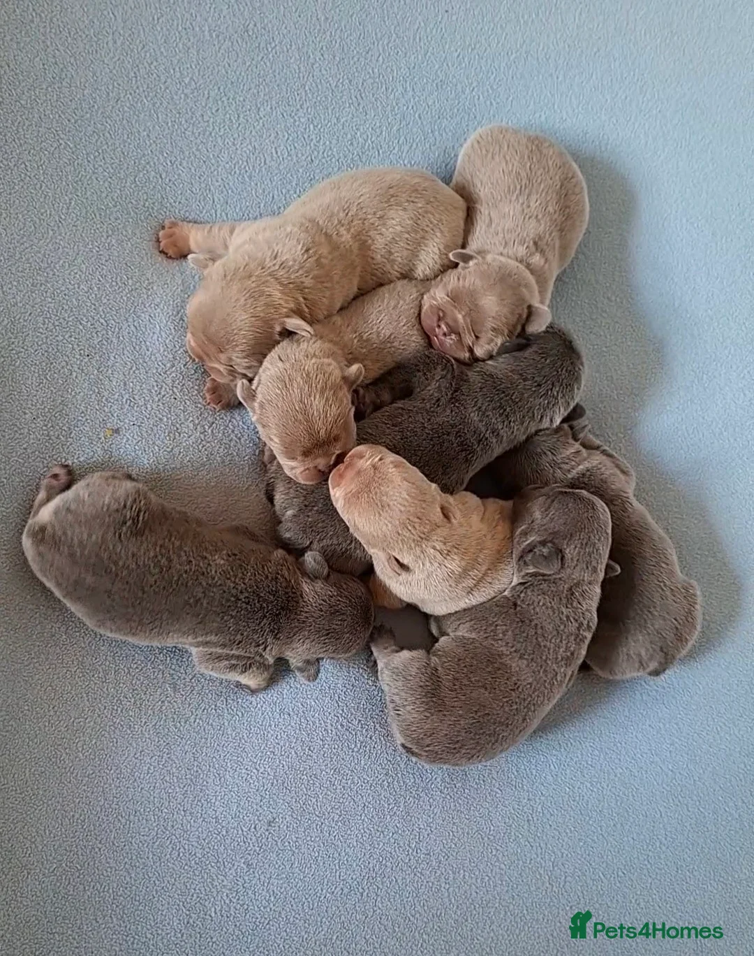 French Bulldog dogs for sale: Gorgeous French Bulldog Puppies  - Advert 1