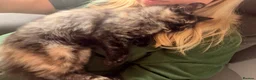 Mixed Breed cats for sale: Kitten please read full description 🩷 - Advert 7