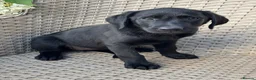 Labrador Retriever dogs for sale: KC Reg.Parents Fully Health Tested.Ready Now - Advert 4