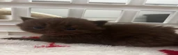 British Shorthair cats for sale: Chocolate/Lilac BSH and BLH Kittens - Advert 5