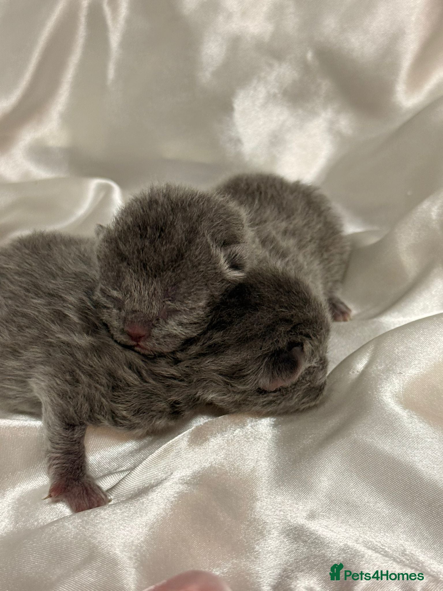 British Shorthair cats for sale: British Blue Short Hair Kittens  - Advert 7