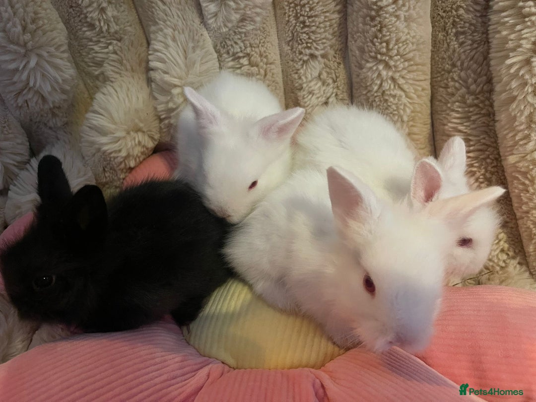 Mini Lion Lop rabbits for sale: Mini lionhead and teddy bear lop cross  - Advert 3