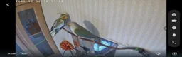 Cockatiels birds for sale: Conure and cocktiel tame both  in Northolt - Advert 2