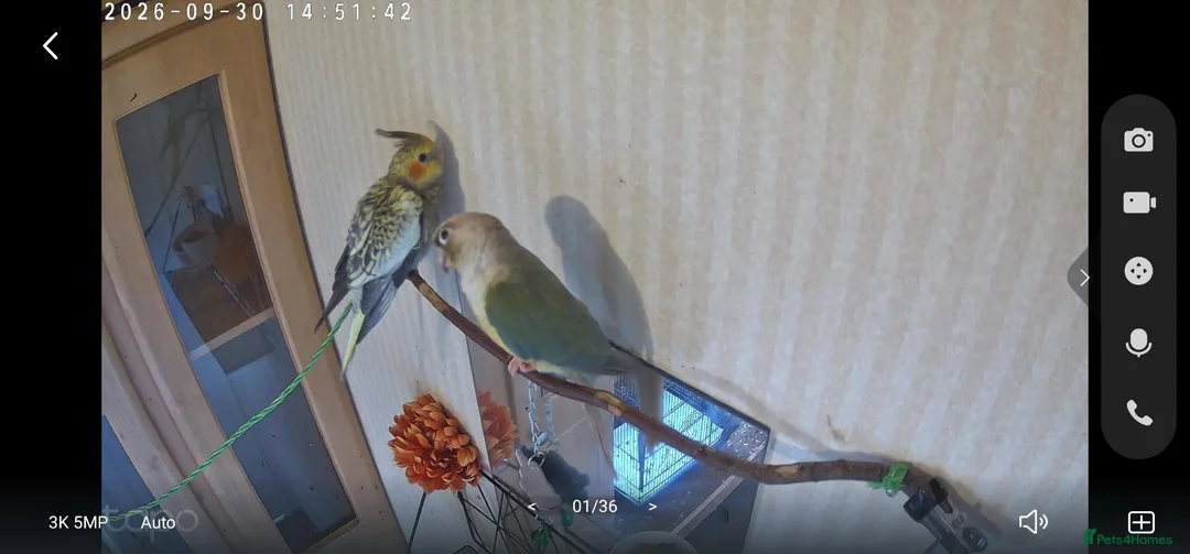 Cockatiels birds for sale: Conure and cocktiel tame both  in Northolt - Advert 2