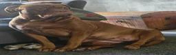 Dogue De Bordeaux dogs for sale: Gorgeous douge de bourdeaux puppies - Advert 9