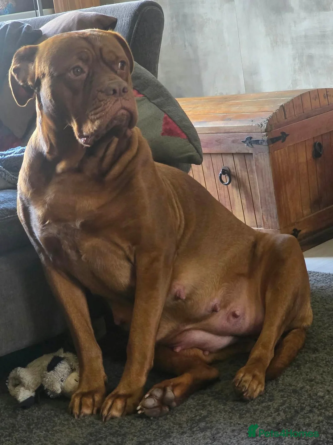 Dogue De Bordeaux dogs for sale: Gorgeous douge de bourdeaux puppies - Advert 9
