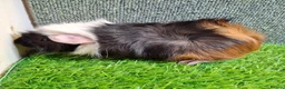 Guinea Pig rodents for sale: Pair baby brothers guinea pigs - Advert 4