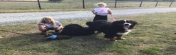 Bernese Mountain Dog dogs for sale: Stunning Bernese Mountain Dog, - Advert 7