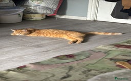 Mixed Breed cats for sale: Beautiful cut boy for sale  - Image 2