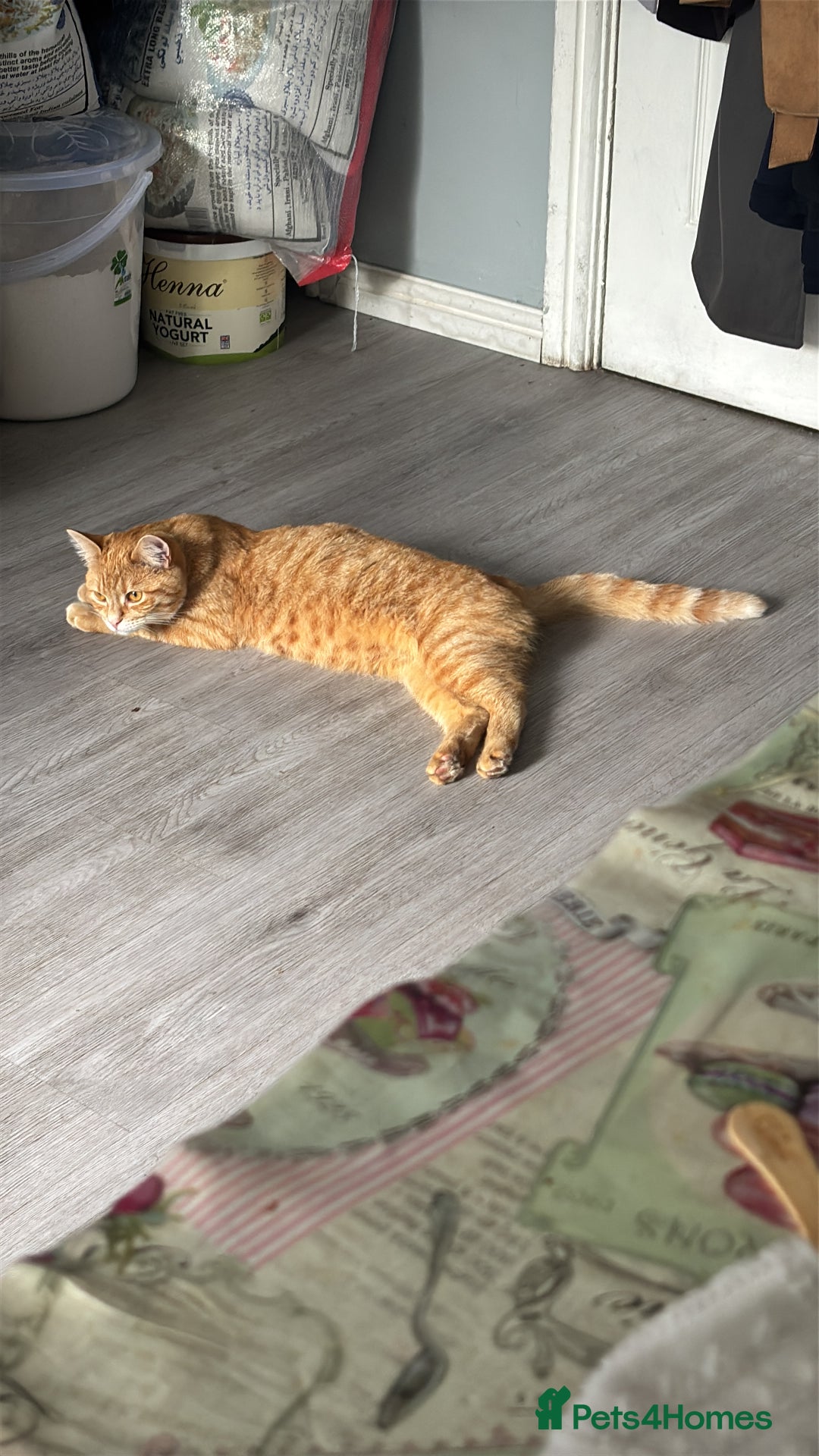 Mixed Breed cats for sale: Beautiful cut boy for sale  - Image 2