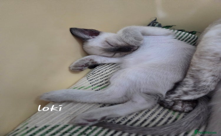 Siamese cats - Advert 1