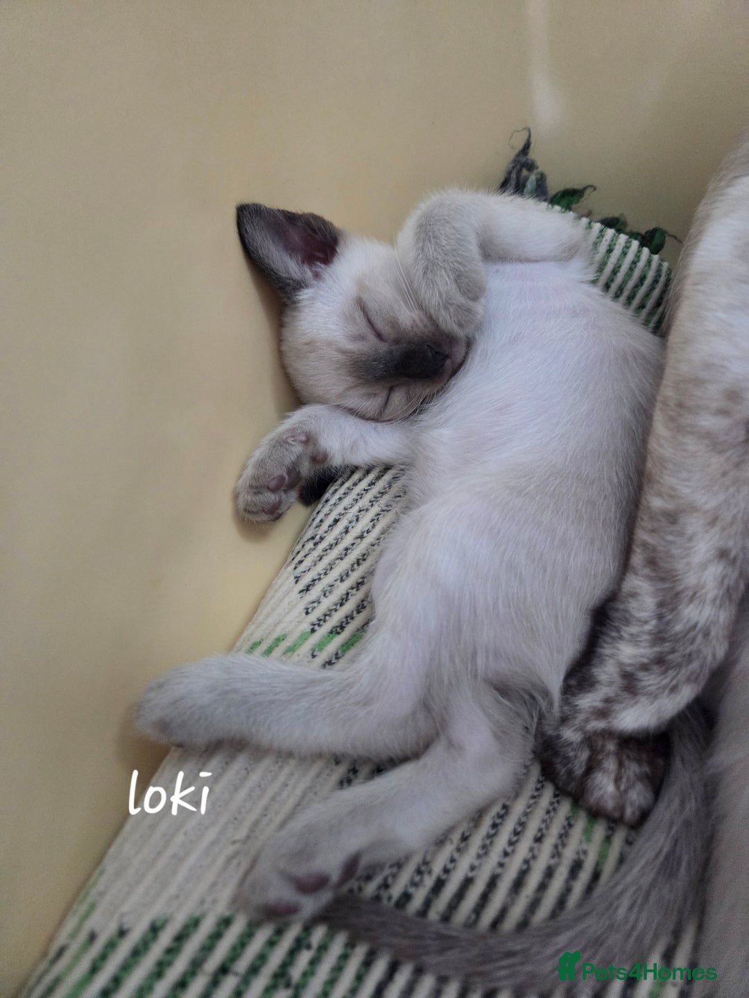 Siamese cats for sale: Beautiful GCCF registered Siamese kittens  - Image 2