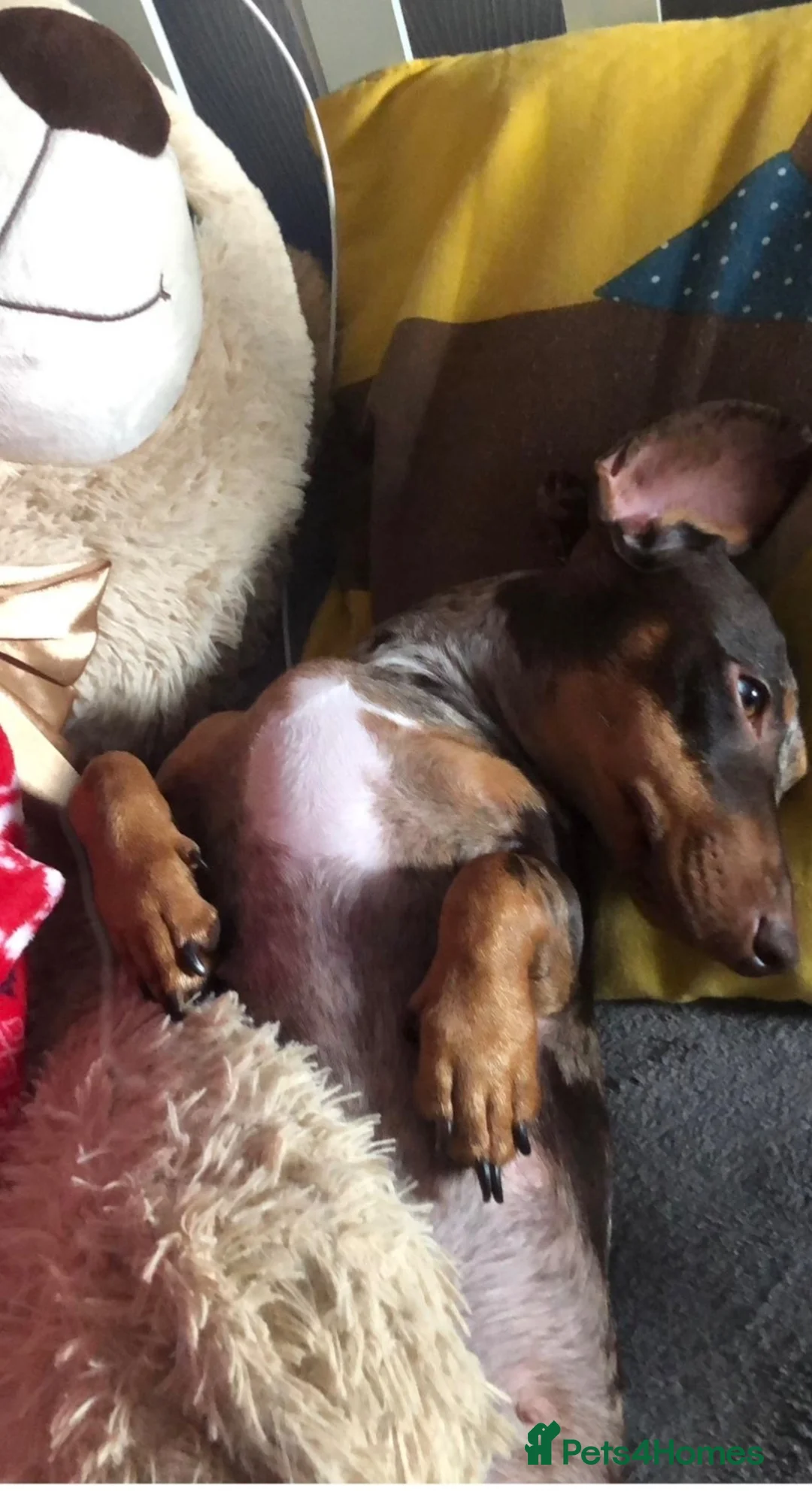 Miniature Dachshund dogs for sale: Chocolate dapple dachshund🥰 - Advert 1