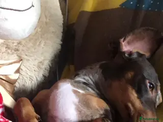 Miniature Dachshund dogs Chocolate dapple dachshund🥰 - Advert 1