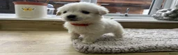 Golden Retriever dogs for sale: Our beautiful golden retriever pups - Advert 6