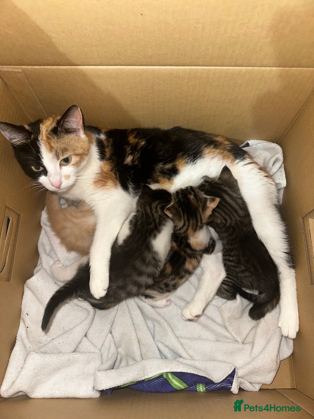 Mixed Breed cats for sale: Four Lovely mixed breed Kittens  - Advert 1