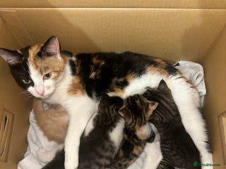 Mixed Breed cats Four Lovely mixed breed Kittens - Advert 12